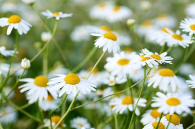 Güneşli bir günde, çayırdaki vahşi bir papatya çiçeğinin yakın çekimi. Saf beyaz yapraklar ve bulanık arkaplan.