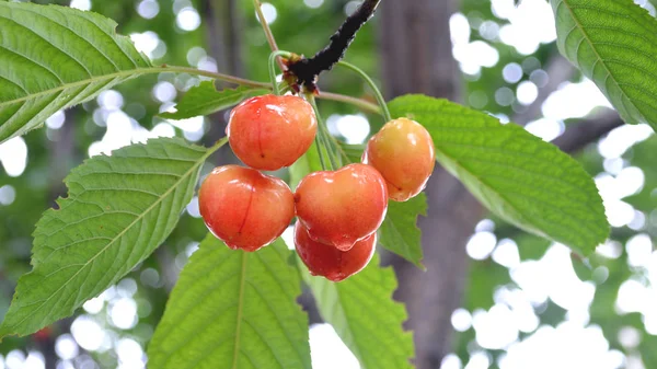 Cerezas Dulces Rama Después Lluvia Fotografía Con Escena Las Cerezas —  Fotos de Stock