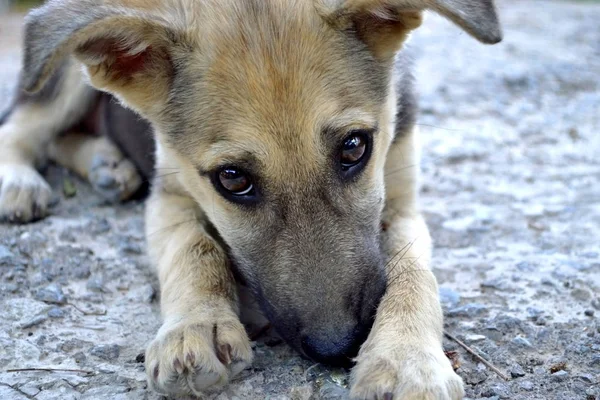 Portrait Chiot Chien Photographie Avec Scène Beau Regard Chiot Chien — Photo