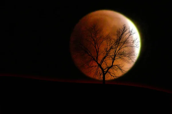Φωτογραφία Σκηνή Ξηρή Δέντρο Φόντο Της Έκλειψης Σελήνης — Φωτογραφία Αρχείου