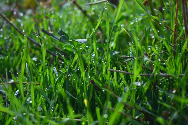 Natürliche Pflanzliche Hintergrund Mit Morgentau Auf Dem Gras — Stockfoto