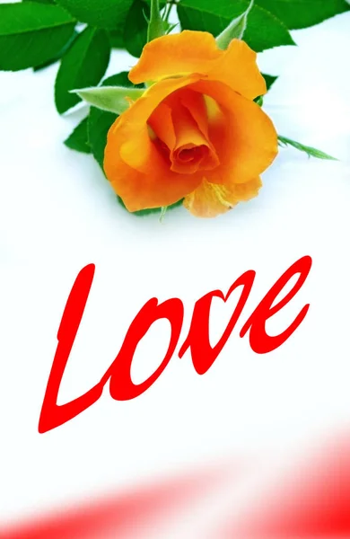 Orange Rose White Background Symbol Love — Stock Photo, Image