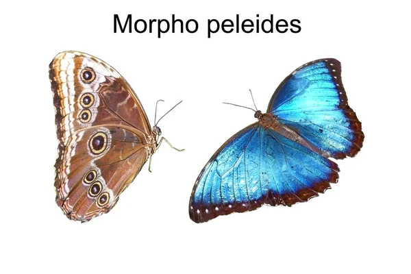 Hermosa Mariposa Azul Morpho Peleides Sobre Fondo Blanco Aislado —  Fotos de Stock