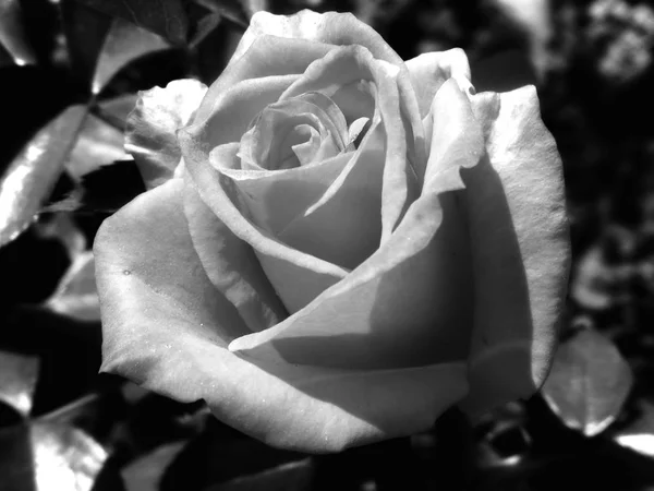 Photo Noir Blanc Rose Fleurs — Photo