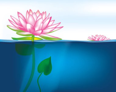 vektör çizim çiçek açan lotus su yüzeyi ile