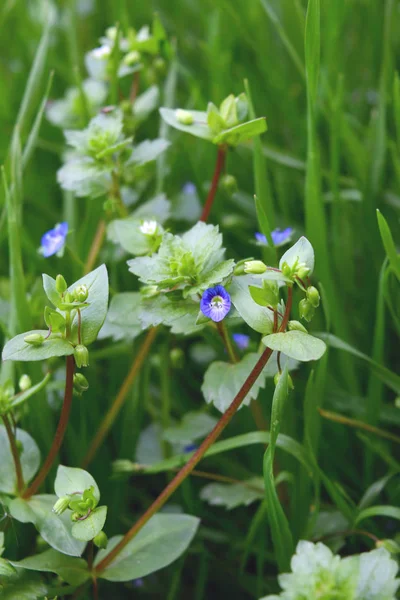 Virágzó Virág Kék Mező Veronica Persica — Stock Fotó