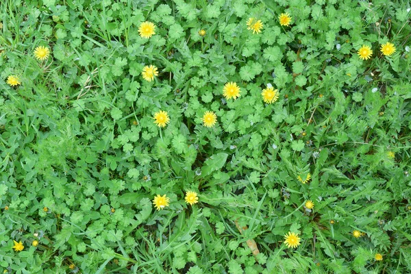 黄色のタンポポで緑の草原の背景 — ストック写真