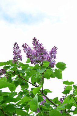 gökyüzü arka planda Lila çiçekleme dalı ile fotoğraf