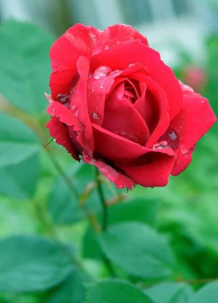 Rosa Kwitnącej Czerwonej Róży — Zdjęcie stockowe
