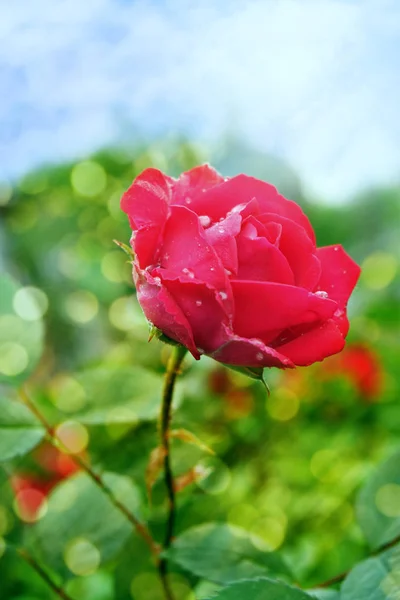 Rosa Kvetoucí Červené Růži — Stock fotografie