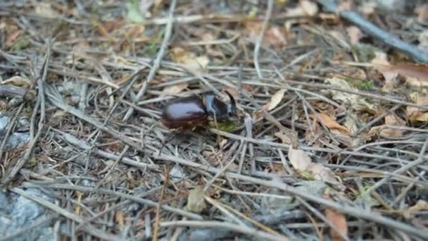 Rhinoceros beetle — Stock Video