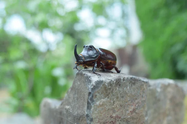 rhinoceros beetle close up on a stone