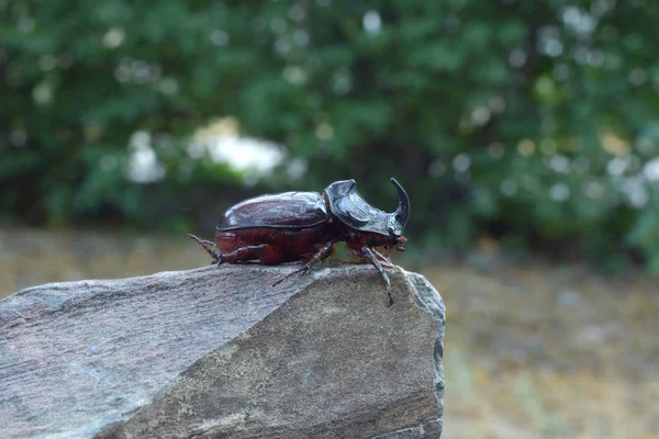 犀牛甲虫靠近石头 — 图库照片