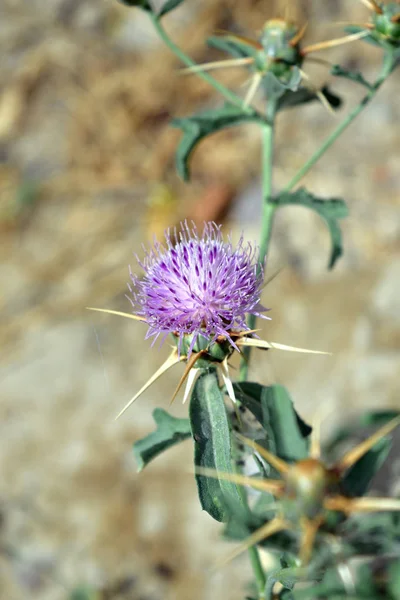 Pouštní Květina Centaurea Iberica Iberský Kukuřičák Blízký — Stock fotografie