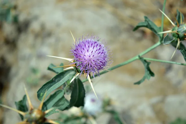 Pouštní Květina Centaurea Iberica Iberský Kukuřičák Blízký — Stock fotografie