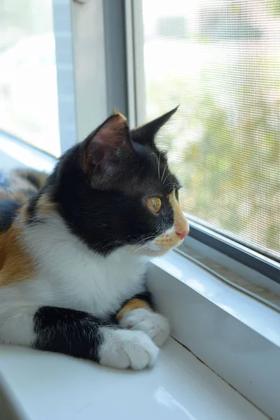 Black White Red Cat White Windowsill Looking Out Window — Stock Photo, Image