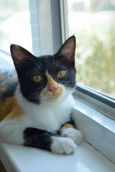 Schwarz Weiß Rote Katze Auf Einer Weißen Fensterbank Die Aus — Stockfoto