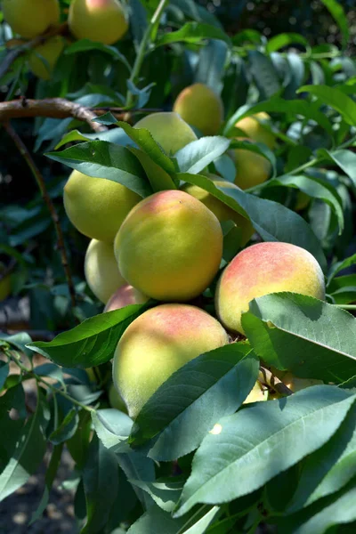 Rama Con Frutos Maduros Melocotón Primer Plano — Foto de Stock