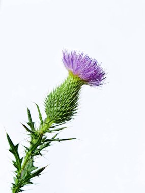 Beyaz izole arkaplanda devedikeni çiçeği