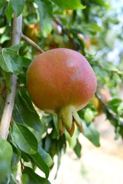 Ağaç dalında olgun nar meyvesi