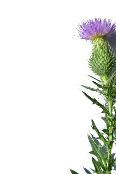 Квітка Будяка Білому Ізольованому Фоні — стокове фото