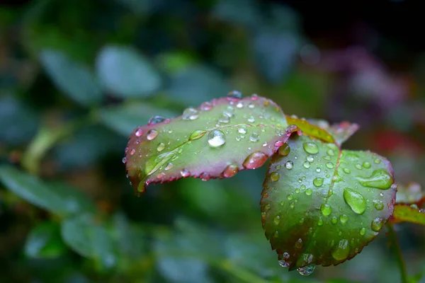 自然的植物背景和树叶上的雨滴图像 — 图库照片