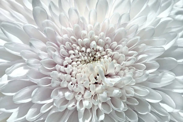 Blommande Krysantemum Som Vacker Blommig Bakgrund — Stockfoto