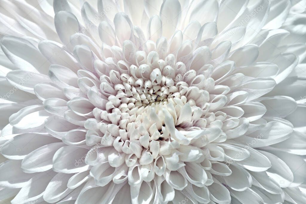 blooming chrysanthemum as a beautiful floral background