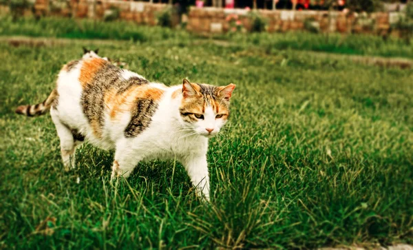 Kırmızı Kedi Otların Arasında Yürüyüş — Stok fotoğraf