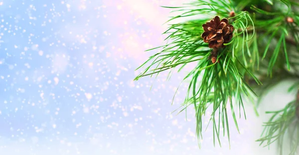 Pine Gren Med Kotte Fallande Snö Bakgrunden Och Kopiera Utrymme — Stockfoto