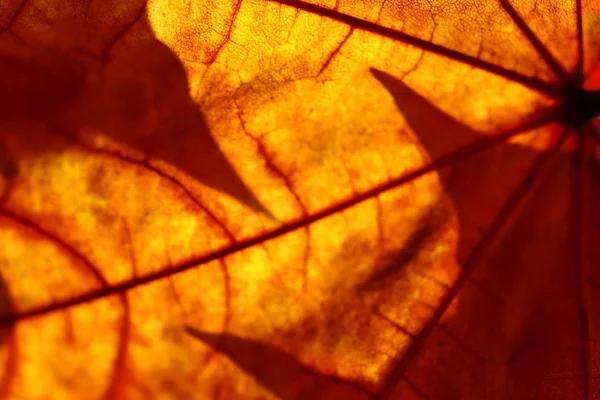 Feuilles Automne Fond Jaune Rouge Dans Lumière Soleil Rétroéclairé Gros — Photo