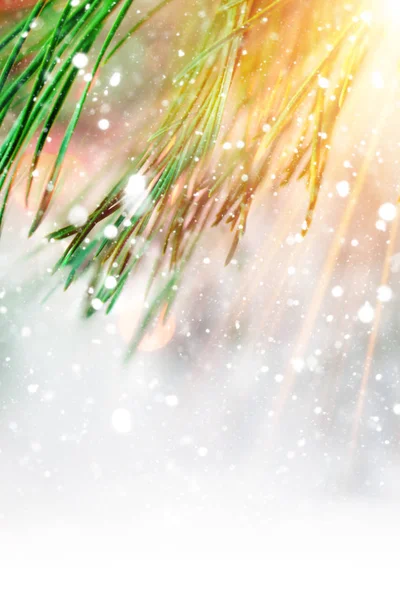 Pine filial i solsken — Stockfoto