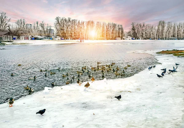 Paisagem Inverno Pôr Sol Com Patos Perto Rio Visão Horizontal — Fotografia de Stock