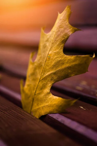 Herfst gevallen blad op een parkbank Rechtenvrije Stockafbeeldingen