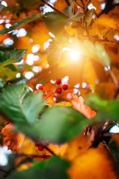 Podzimní zeleň Stock Snímky