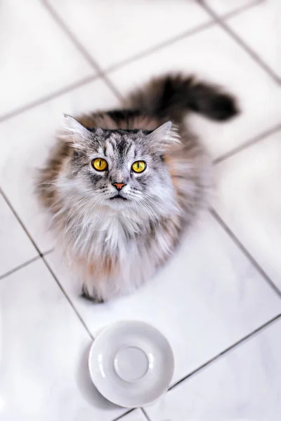 Aç kedi yemeği bekliyor..