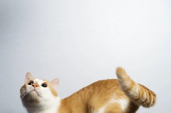 Orange cat on a blue background looks from the bottom — Stock Photo, Image