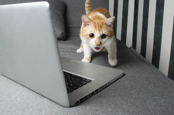 Orange funny cat sitting near the laptop — Stock Photo, Image