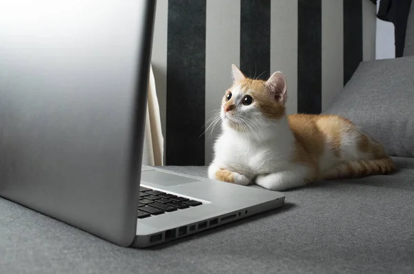 Orange funny cat sitting near the laptop — Stock Photo, Image