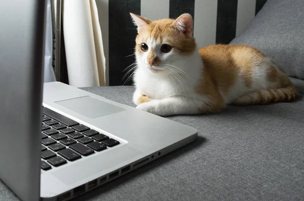 Orange funny cat sitting near the laptop — Stock Photo, Image