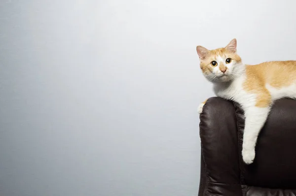 Orange cat sits in an armchair and looks into the camera — Stock Photo, Image