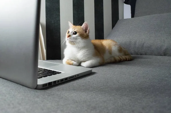 Pomarańczowy kot siedzi w pobliżu laptopa i patrzy na ekran — Zdjęcie stockowe