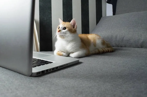 Orange cat sits near the laptop and looks into the screen — Stock Photo, Image