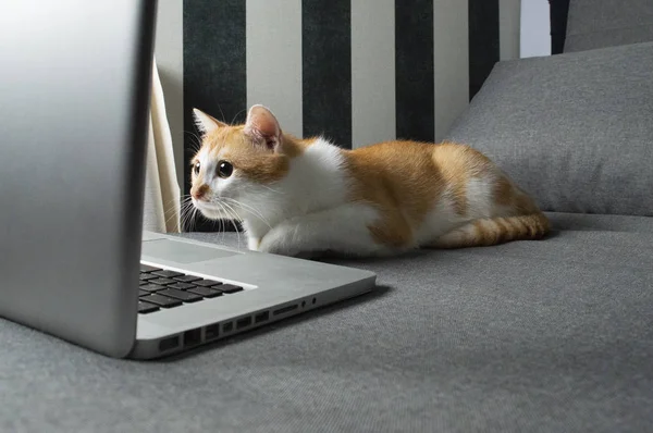 Orange cat sits near the laptop and looks into the screen — Stock Photo, Image