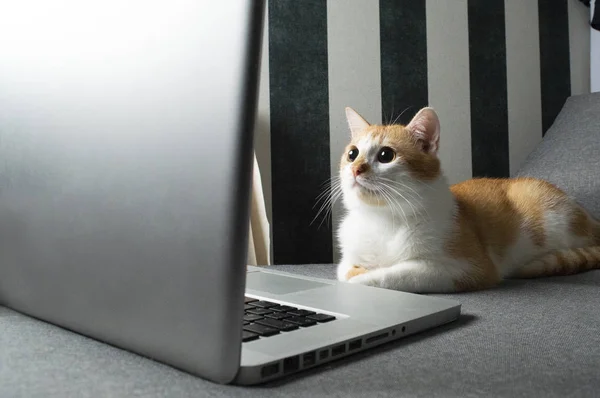Gato naranja se sienta cerca de la computadora portátil y mira en la pantalla —  Fotos de Stock
