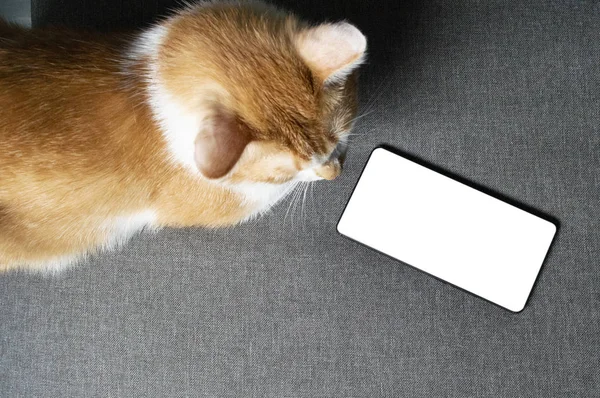 Orange cat sits on the couch near the frameless smartphone — Stock Photo, Image