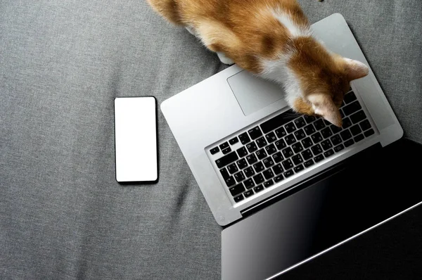 dizüstü bilgisayar ve akıllı telefon yakınında kanepede oturan turuncu kedi