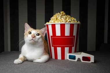 kedi patlamış mısır ile kanepede yatan ve televizyon izlerken, o odada akşam dinleniyor, metin için boşluk kopyalamak