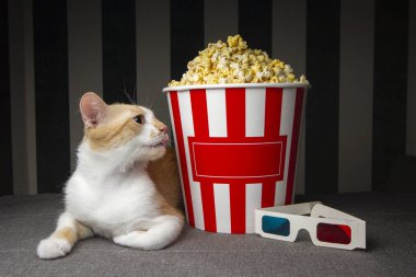 kedi patlamış mısır ile kanepede yatan ve televizyon izlerken, o odada akşam dinleniyor, metin için boşluk kopyalamak