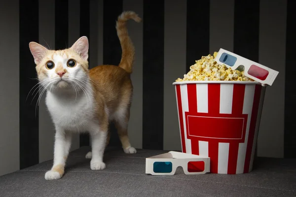 Cat lying on the couch with popcorn and watching television, he is resting in the evening in the room, copy space for text — Stock Photo, Image